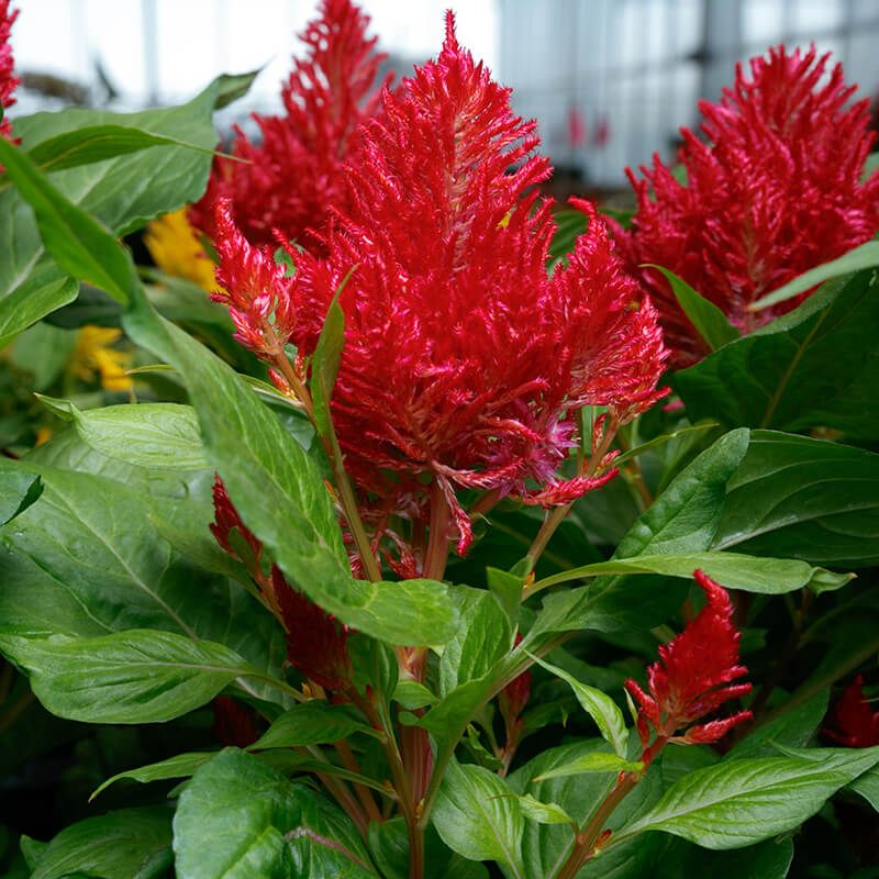 Celosia Flamma Bright Red  Seed Seeds
