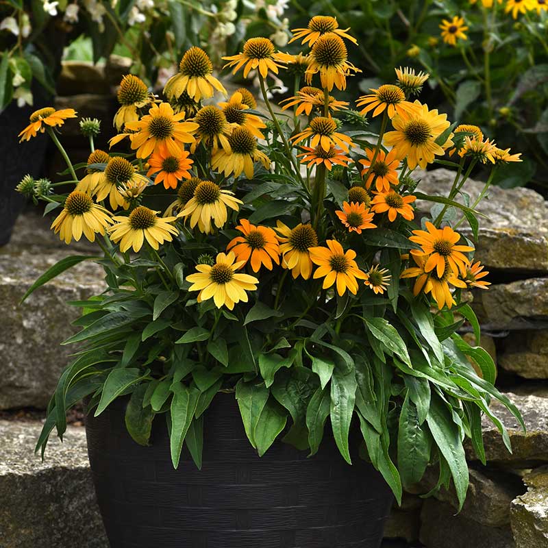Echinacea Artisan Yellow Ombre F1 Seed Seeds