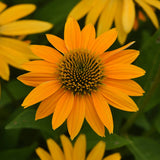 Echinacea Artisan Yellow Ombre F1 Seed