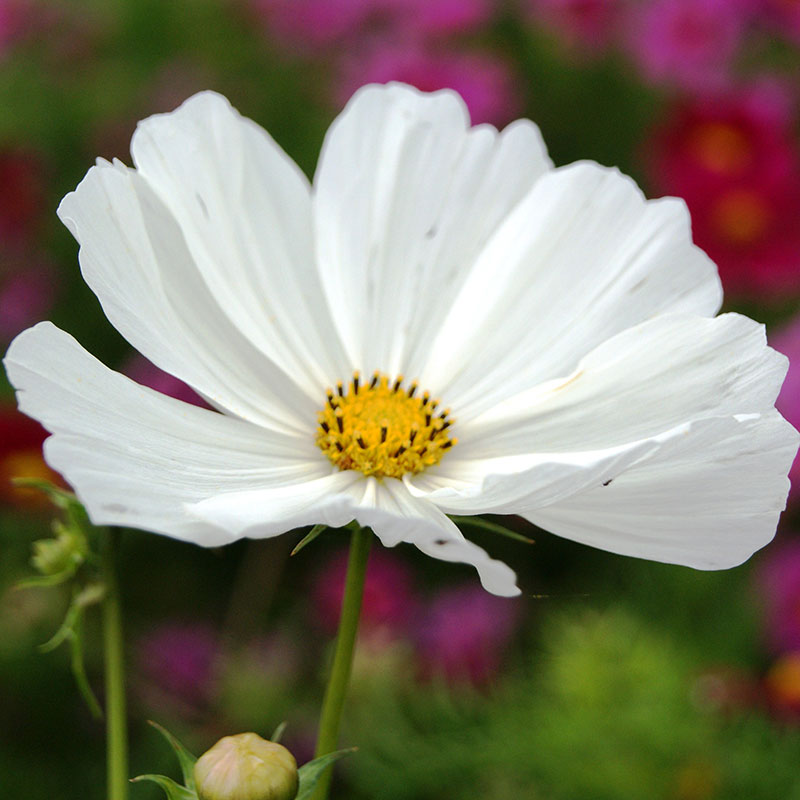 Cosmos Versailles Flush White Seed Seeds
