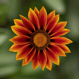 Gazania Kiss Golden Flame F1 Seed