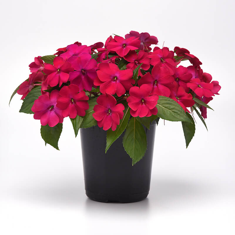 Impatiens Solarscape Magenta Bliss F1 Seed Seeds