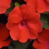 Impatiens Solarscape Orange Burst F1 Seed