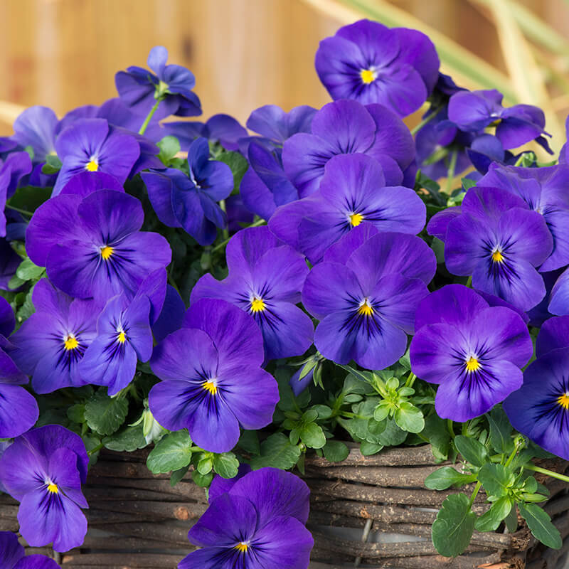 Pansy Cool Wave Blue F1 Seed Seeds