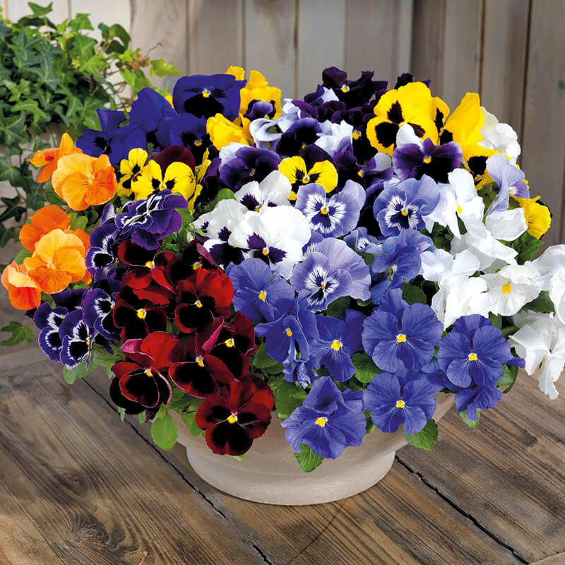 Pansy Inspire Plus Maxi Mix F1 Seed Seeds