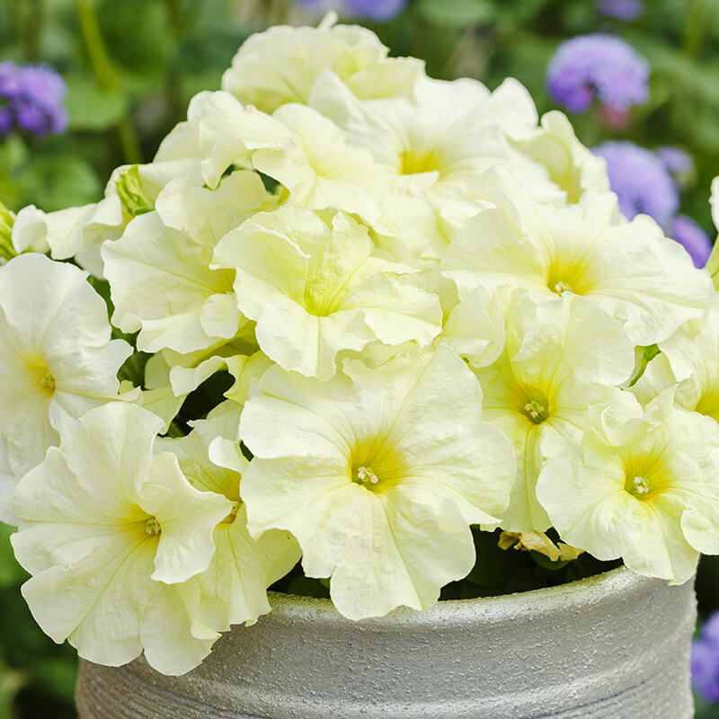 Petunia Limbo GP Yellow Lime F1 Seed Seeds