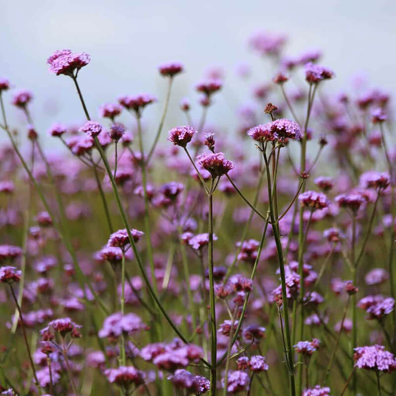 Verbena Vanity  Seed Seeds