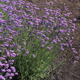 Verbena Vanity  Seed