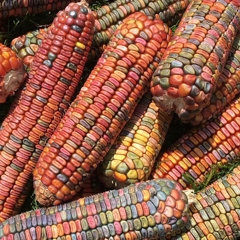 Ornamental Corn Earth Tones Dent Seed Seeds
