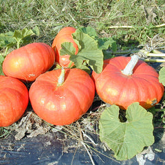 Pumpkin Cinderella Seed