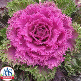 Ornamental Kale Glamour Red F1 Seed