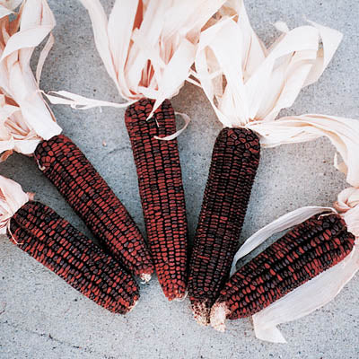 Ornamental Corn Bloody Butcher Seed Seeds