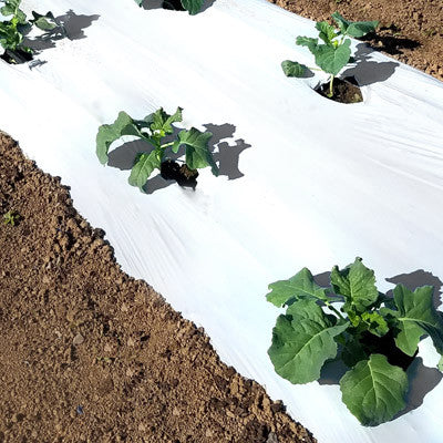 Image result for black v white plastic on strawberries