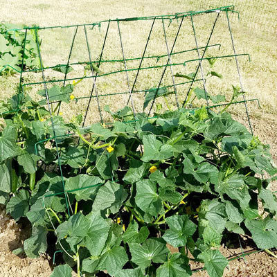 cucumber trellis