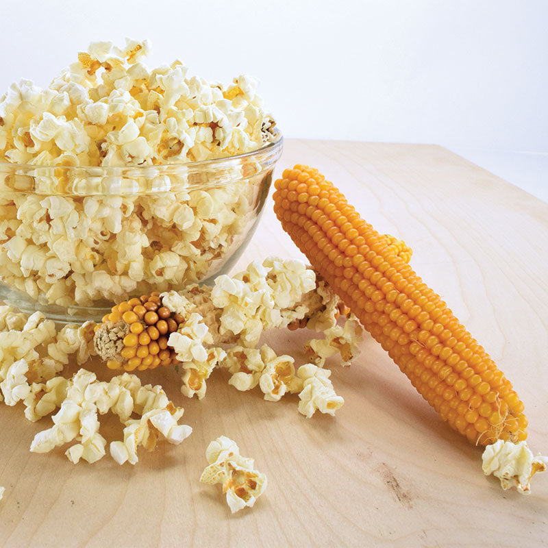 Popcorn Top Pop F1 Seed Seeds