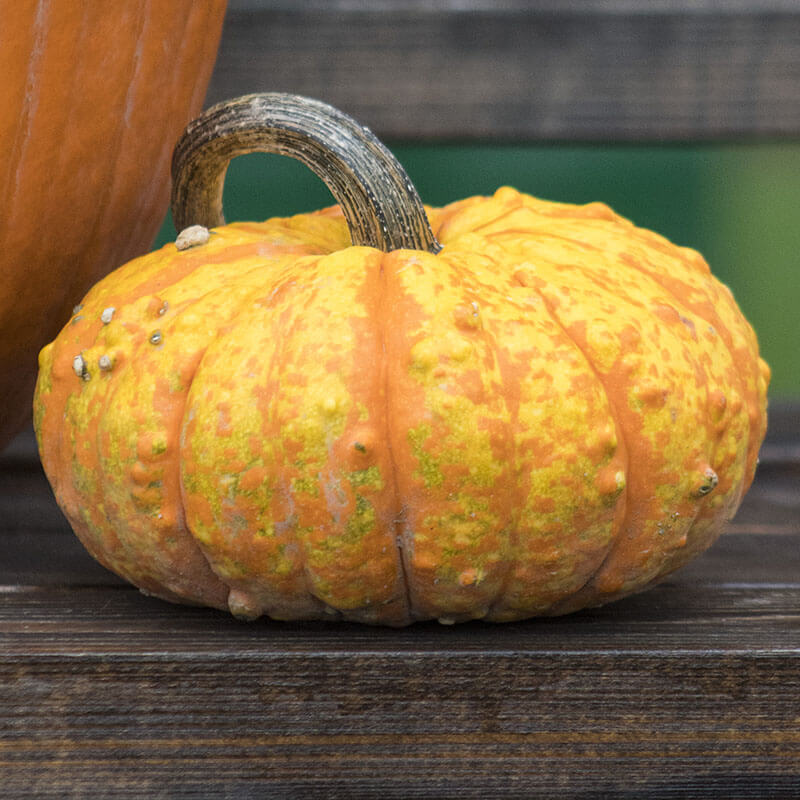 Pumpkin Warty Gnome F1 Seed Seeds