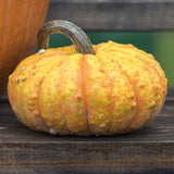 Pumpkin Warty Gnome F1 Seed