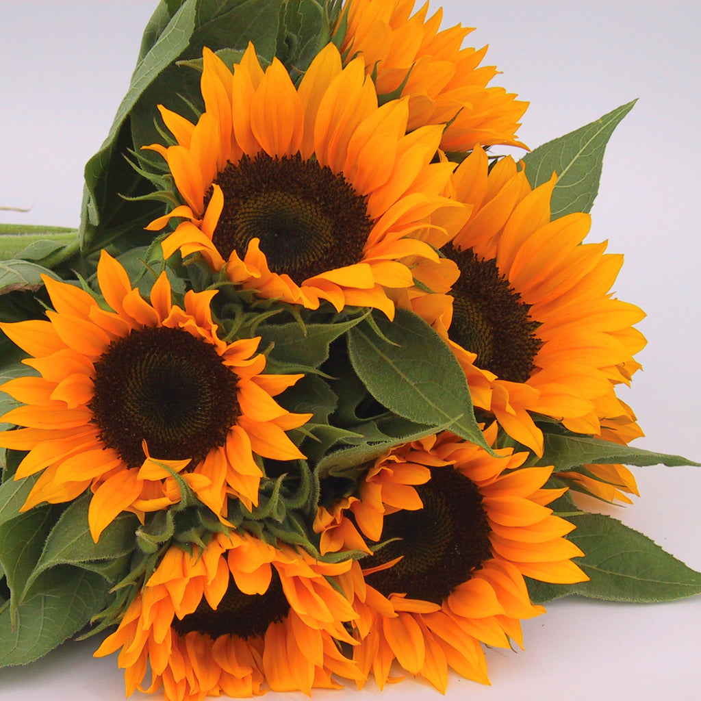 Sunflower Zohar F1 Organic Seed Seeds