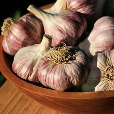 Garlic Chesnok Red Hardneck Organic