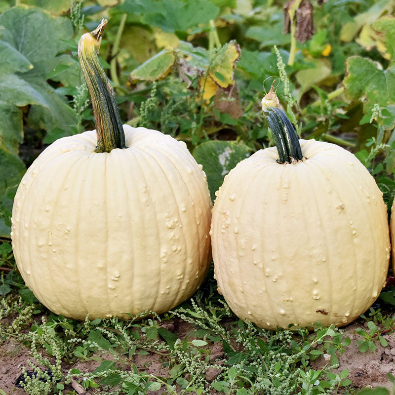 Pumpkin Specter F1 Seed Seeds