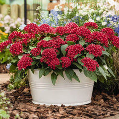 Pentas Graffiti Red Velvet F1