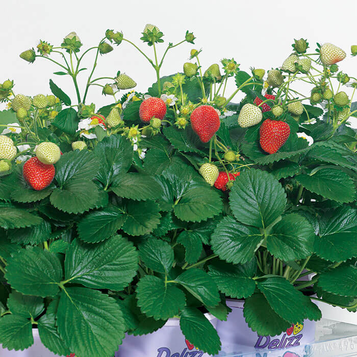 Strawberry ABZ Delizz F1 Seed Seeds