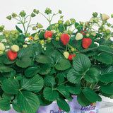 Strawberry ABZ Delizz F1 Seed