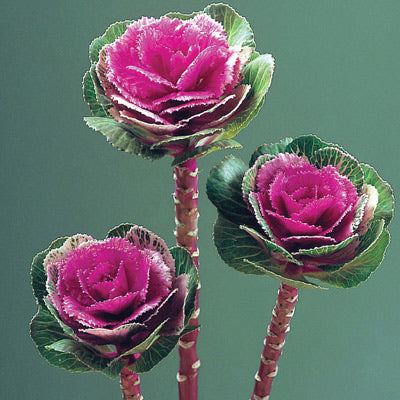 Ornamental Kale Lucir Rose F1 Seed Seeds