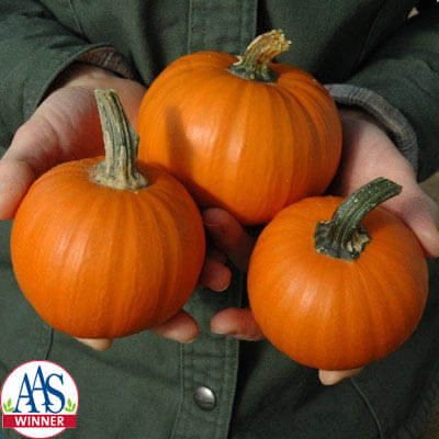 Pumpkin Wee-Be-Little Seed Seeds