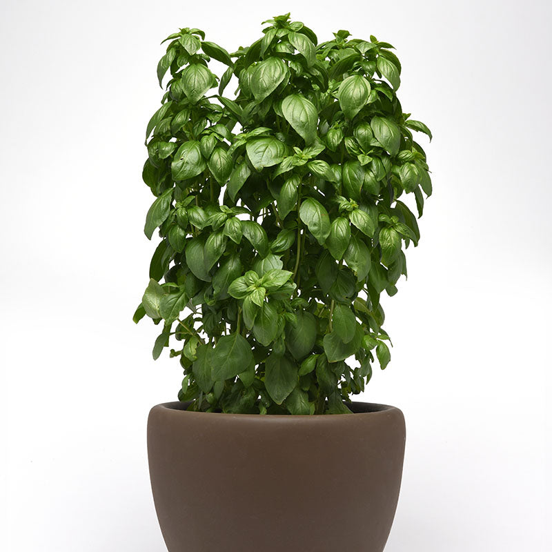 Basil Everleaf Emerald Towers Seed Seeds