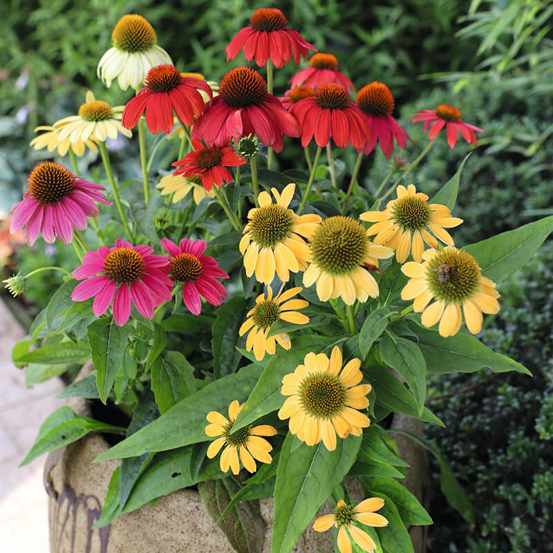 Echinacea Pollynation Mix  Seed Seeds