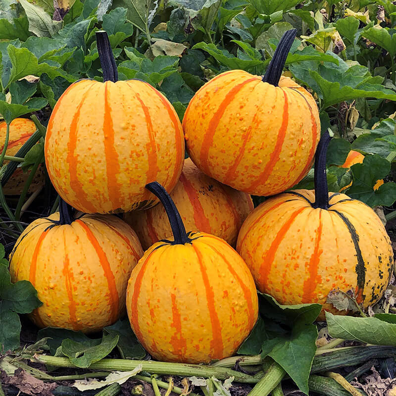 Pumpkin Fireball F1 Seed Seeds