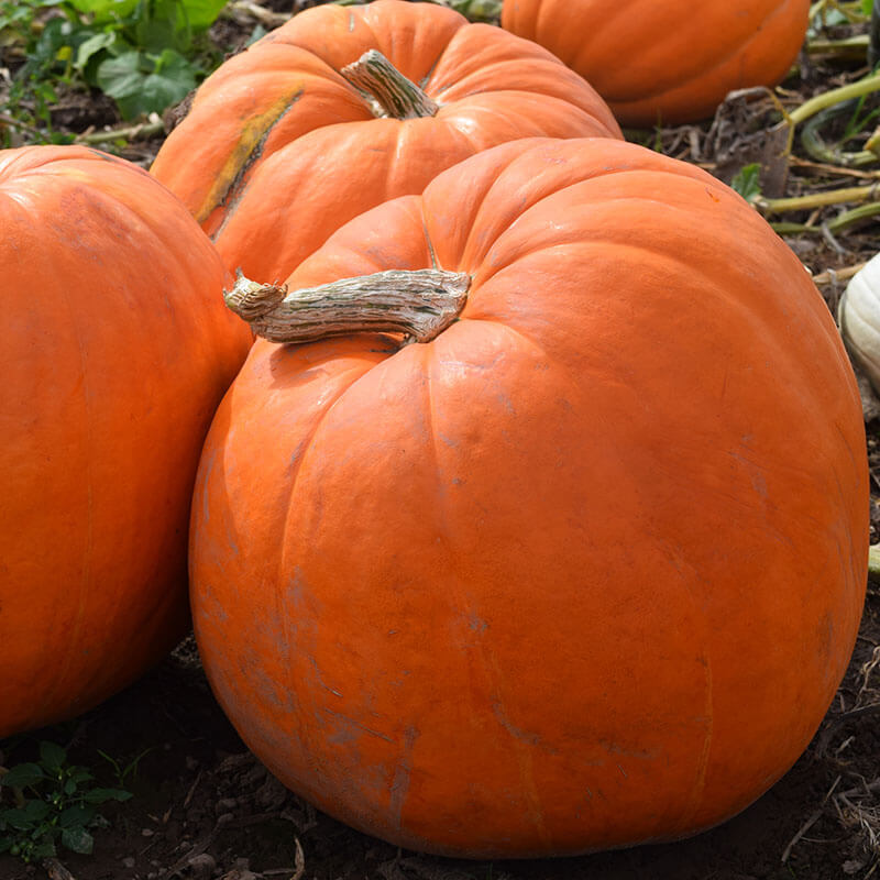 Pumpkin Prizewinner F1 Seed Seeds