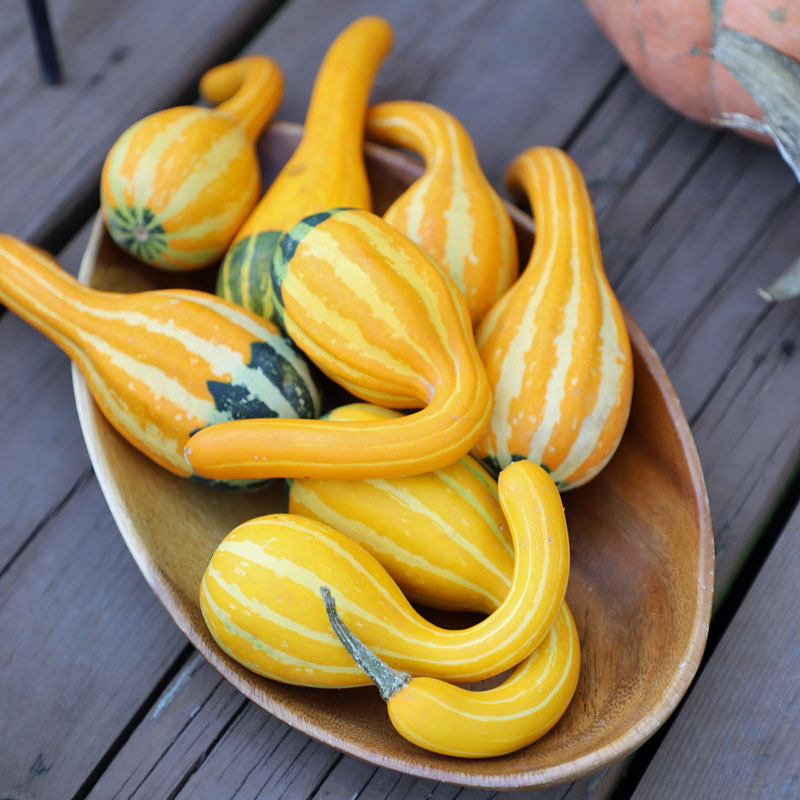 Gourd Spoon Seed Seeds