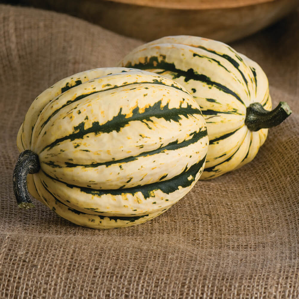 Squash Jester F1 Seed Seeds