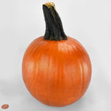 Pumpkin Cannon Ball F1 Seed