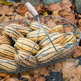 Squash Honeyboat Delicata Organic Seed