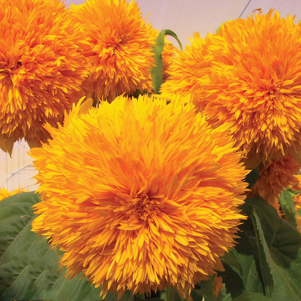 Sunflower Goldy Double F1 Organic Seed Seeds