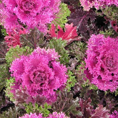 Ornamental Kale Glamour Red F1 Seed Seeds