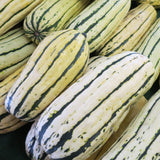 Squash Delicata Seed