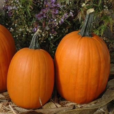 Pumpkin Darling F1 Seed Seeds