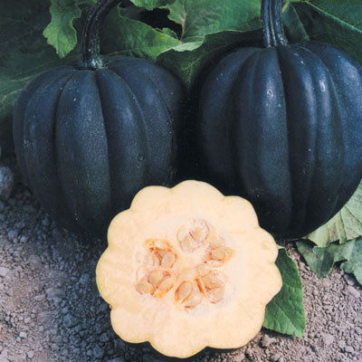 Squash Autumn Delight F1 Seed Seeds