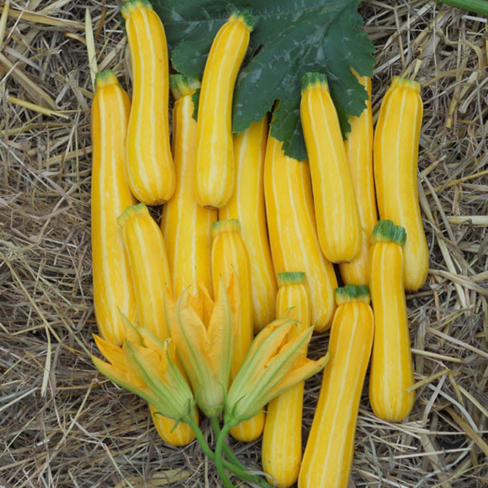 Squash Sunstripe F1 Seed Seeds