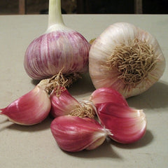 Garlic Organic German Red Hardneck