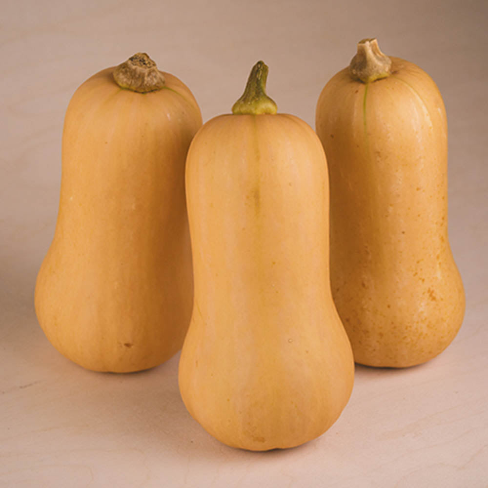 Squash Havana F1 Organic  Seed Seeds