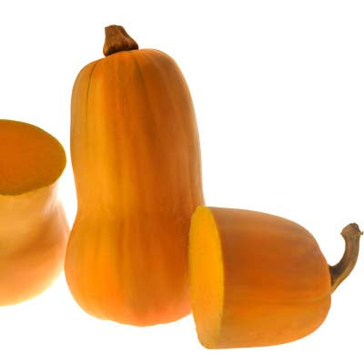 Squash Avalon F1 Seed Seeds