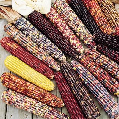 Ornamental Corn Wilda's Pride Seed Seeds