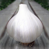 Garlic German White Hardneck Organic