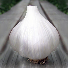 Garlic German White Hardneck Organic