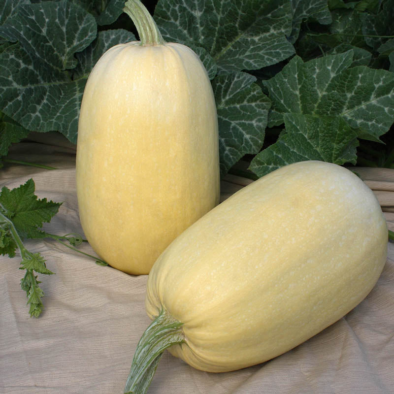 Squash Tivoli F1 Seed Seeds